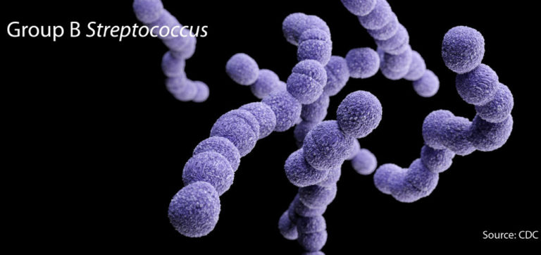 streptococcus